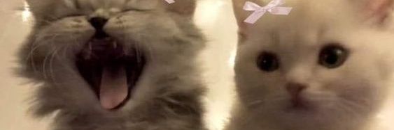 cocoapump's profile banner image