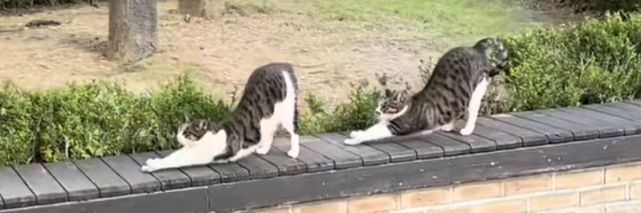 트랜스고양이💜 banner