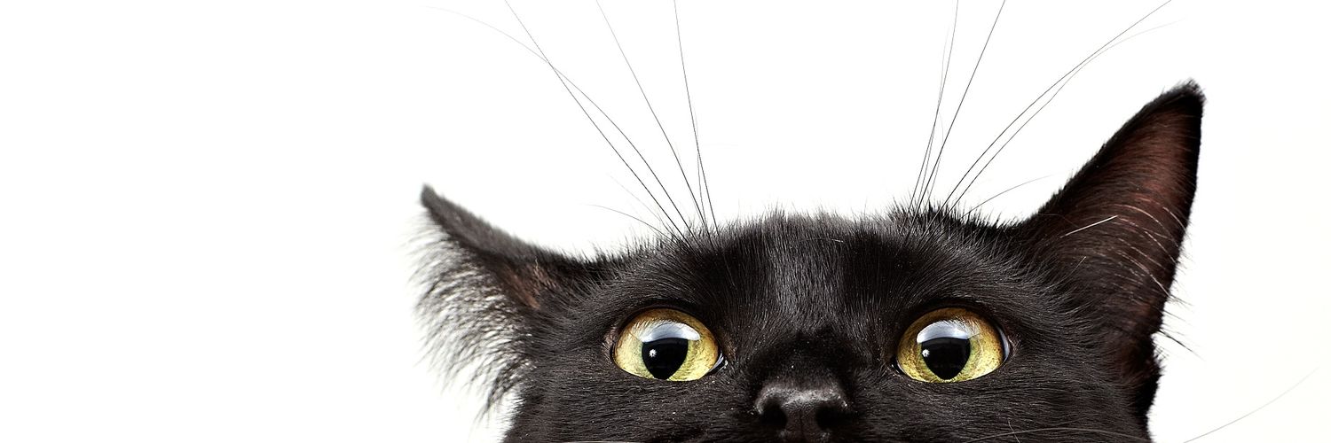BUTTERjamm's profile banner image