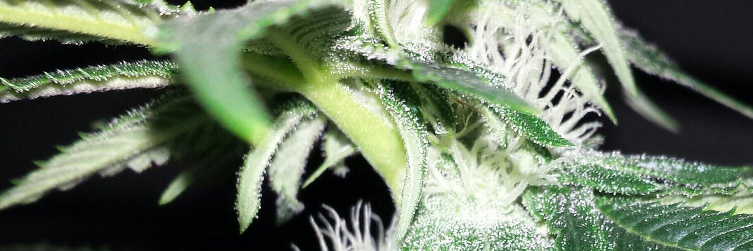 DabLabOG's profile banner image