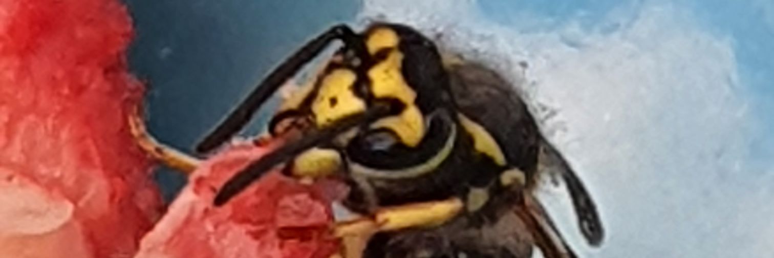 🇩🇪 RuDi 🇺🇦 🇮🇱 banner