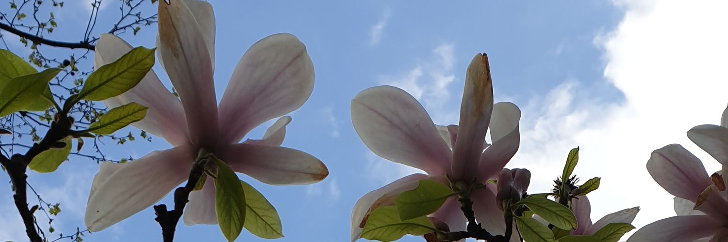paulagarda's profile banner image