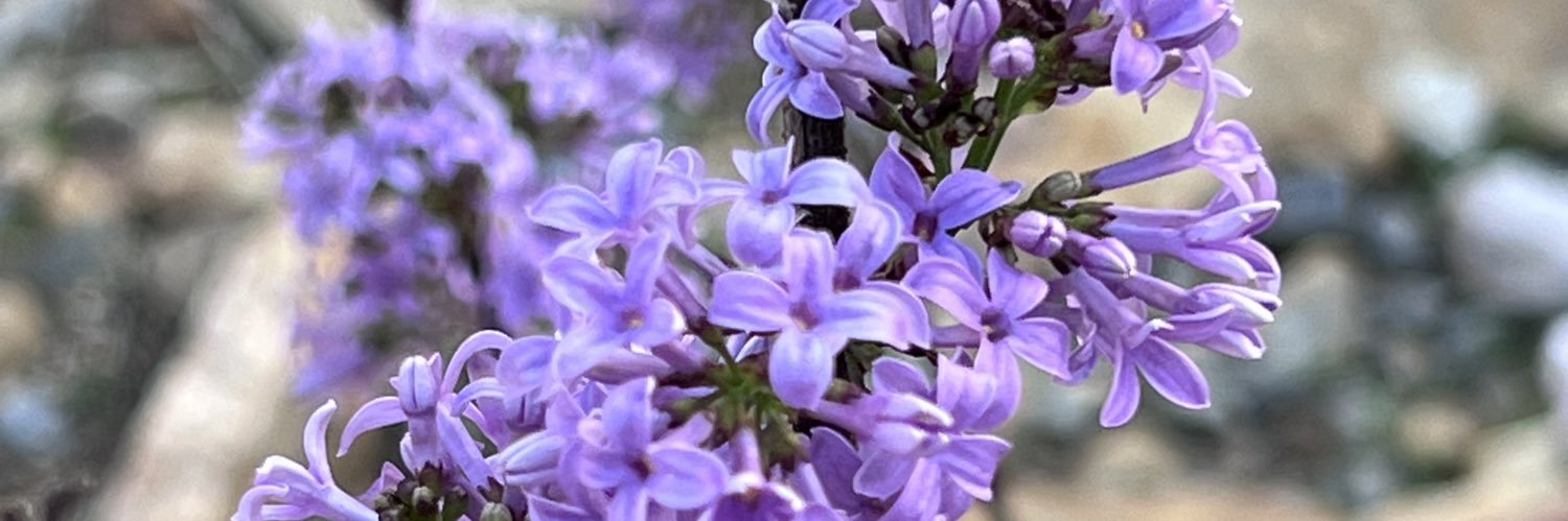 Lmhettler's profile banner image