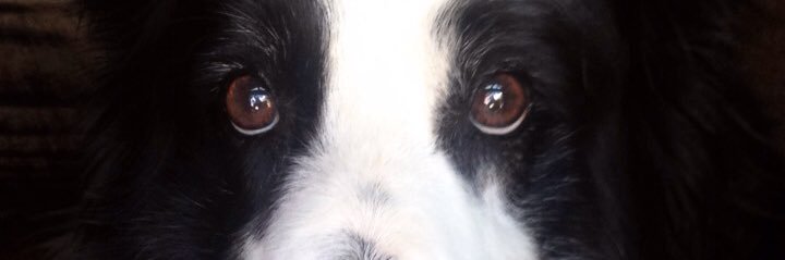 sassakibeto's profile banner image