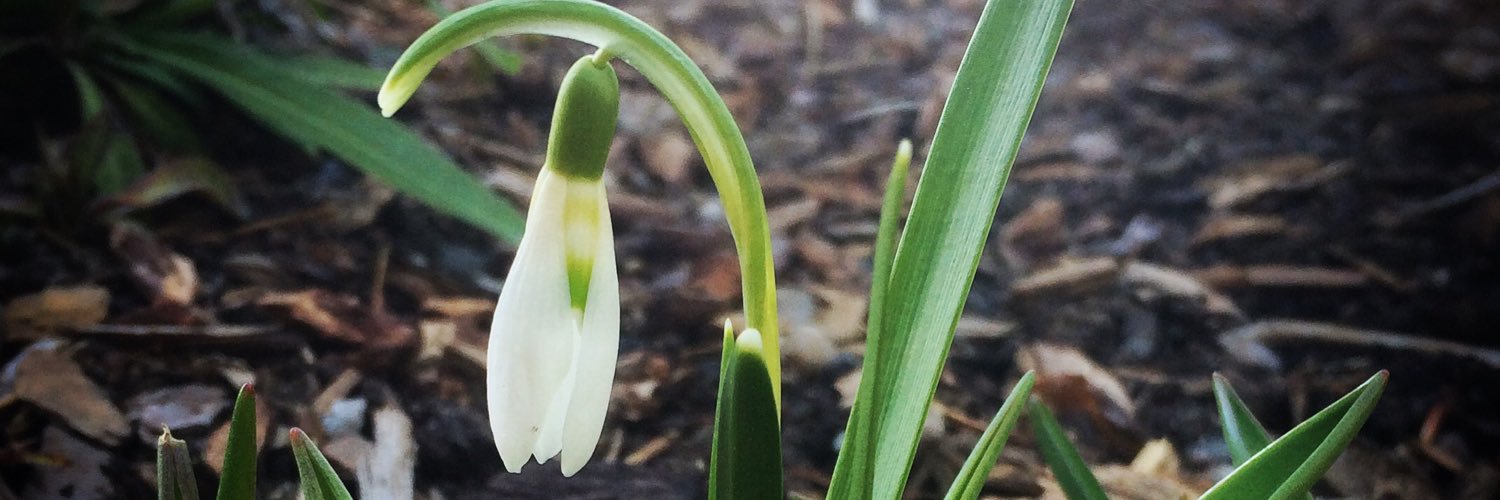 SnowdropWY's profile banner image