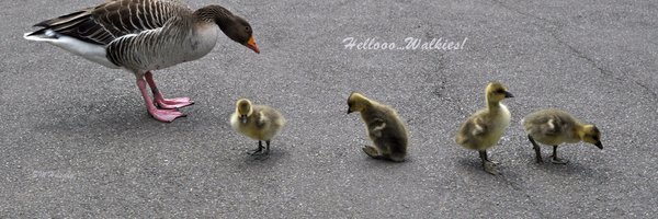 syedart Profile Banner