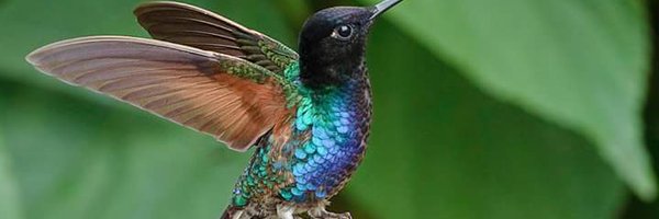 emerald_vox Profile Banner