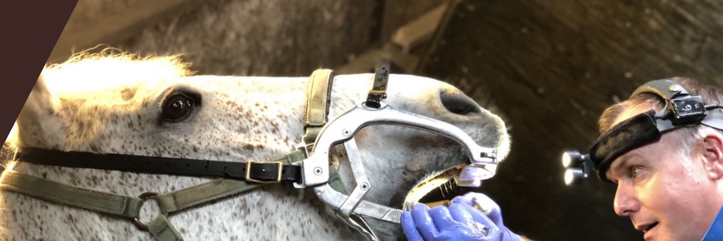 equineteeth's profile banner image