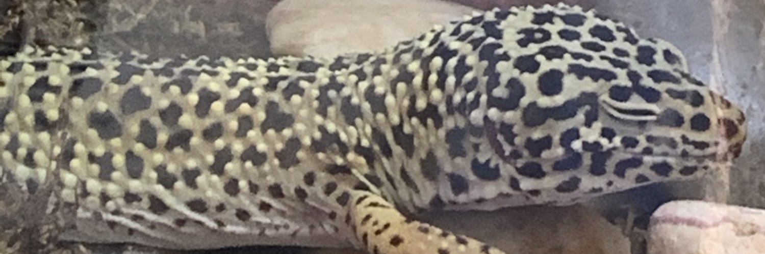 Shaggy Rogers 🌲🦎 banner