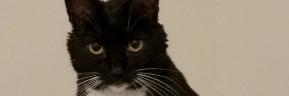 AisaAhava's profile banner image