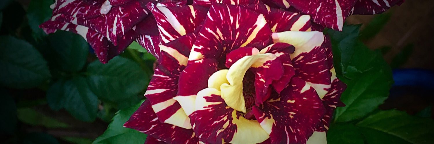 MeganCartledge's profile banner image