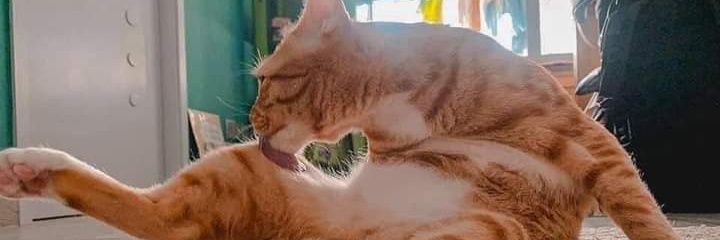 adrianasptr's profile banner image