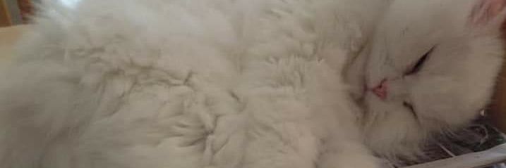 TeaCakeTiger's profile banner image