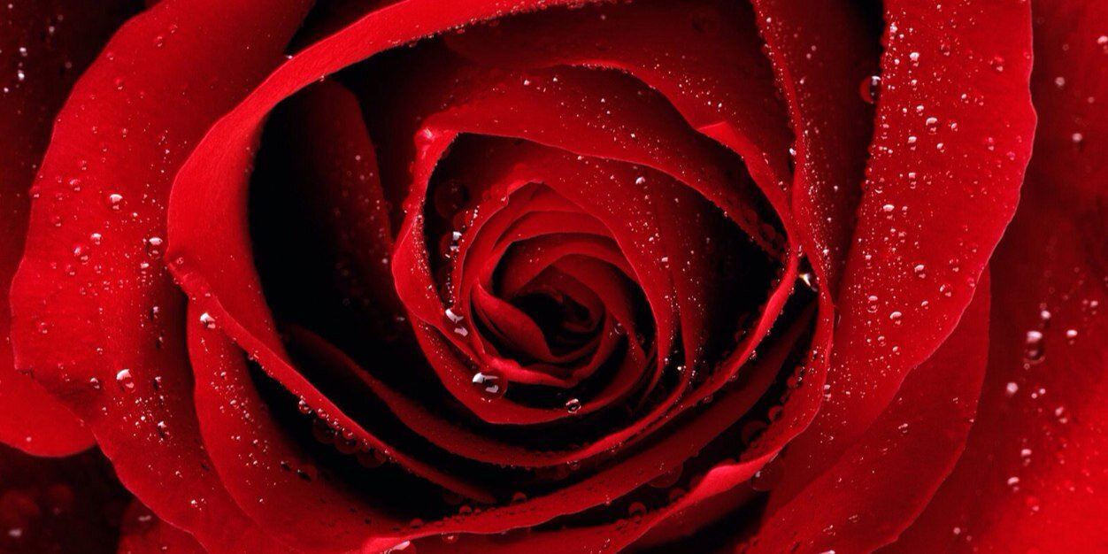 ScarlettyPink's profile banner image