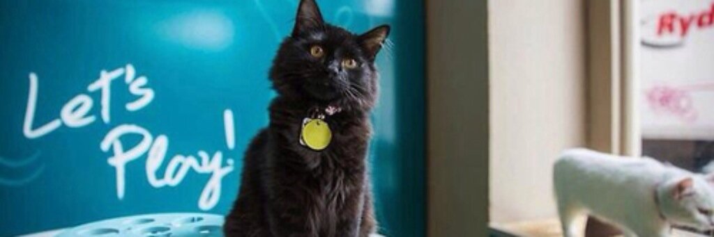 CatfeSA's profile banner image
