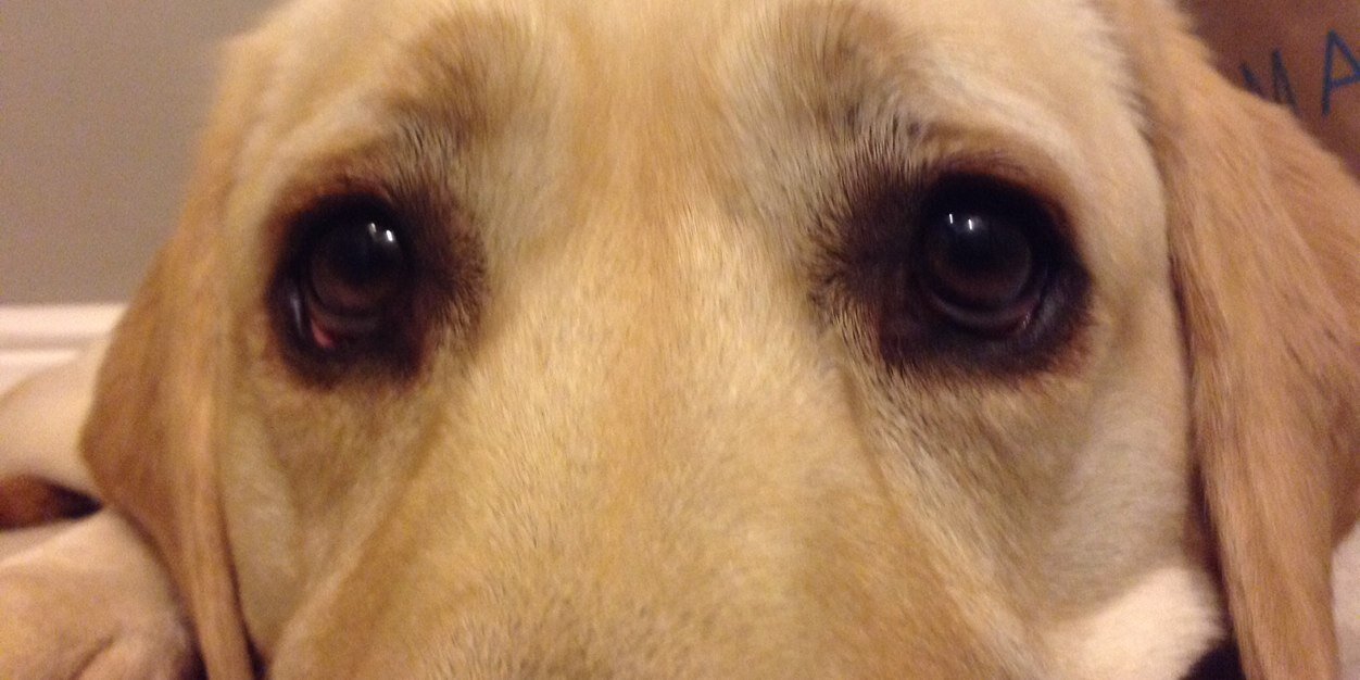 Stuart Rodwell banner