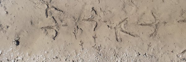 IBaurle Profile Banner