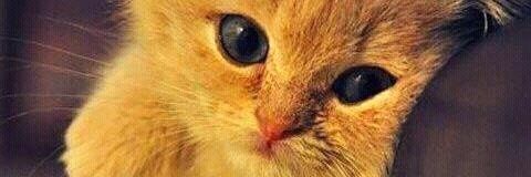 khaniu_'s profile banner image