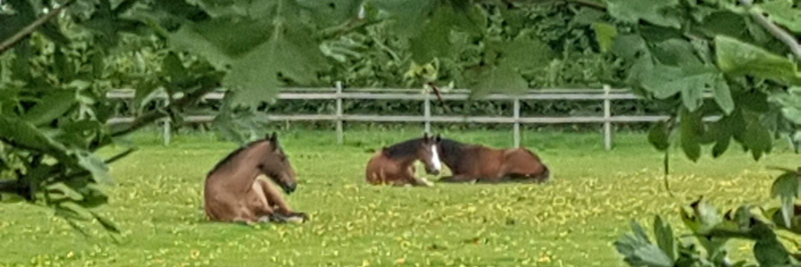 stuart@abacus-bloodstock banner