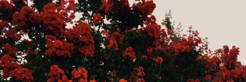 .𝖆𝖘𝖍🦊 banner
