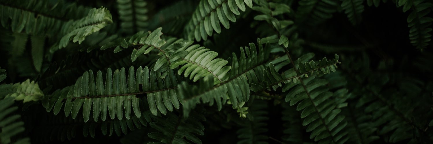 Sp1cyAdob0's profile banner image