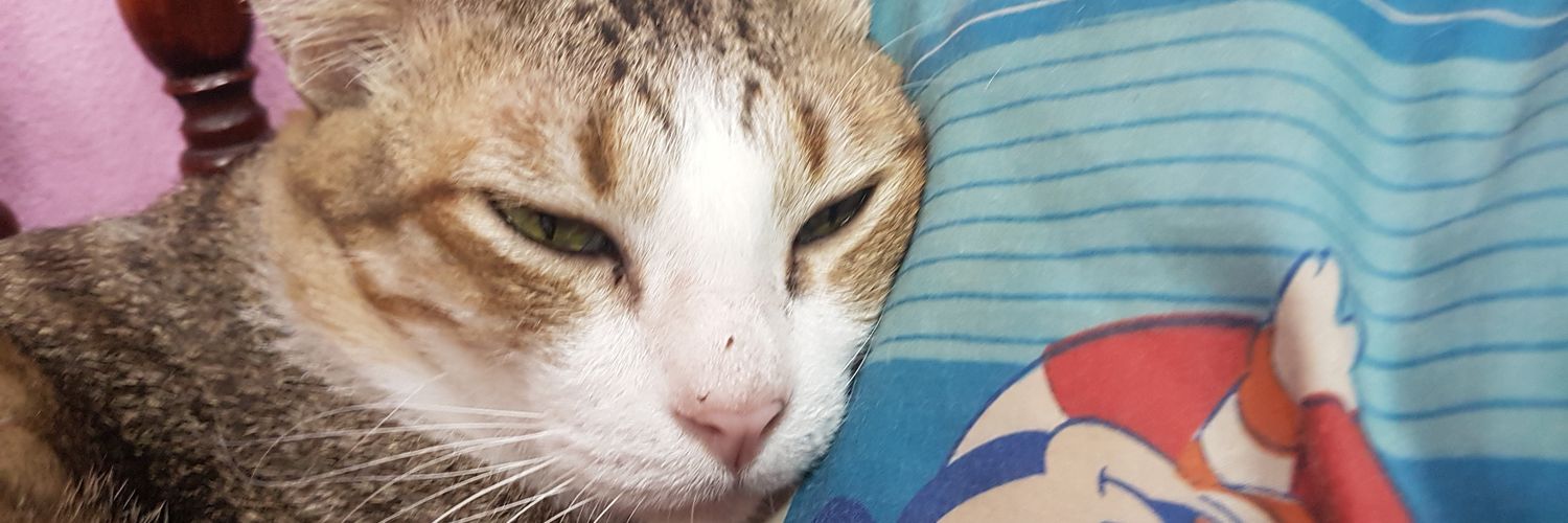 flukelugya's profile banner image
