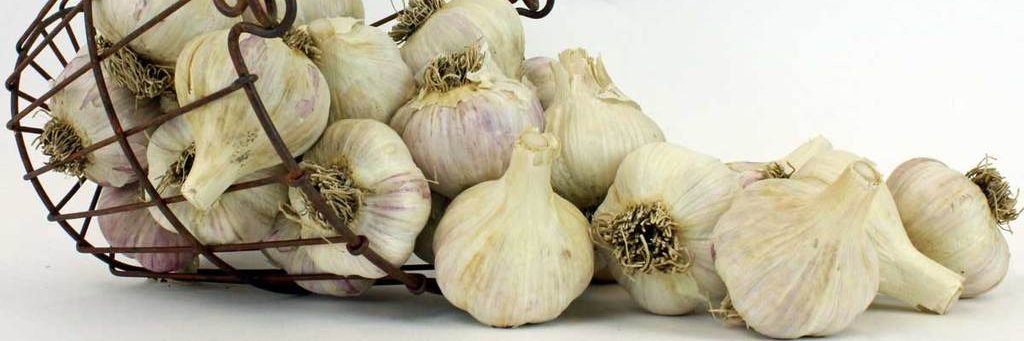 Digital_Garlic's profile banner image