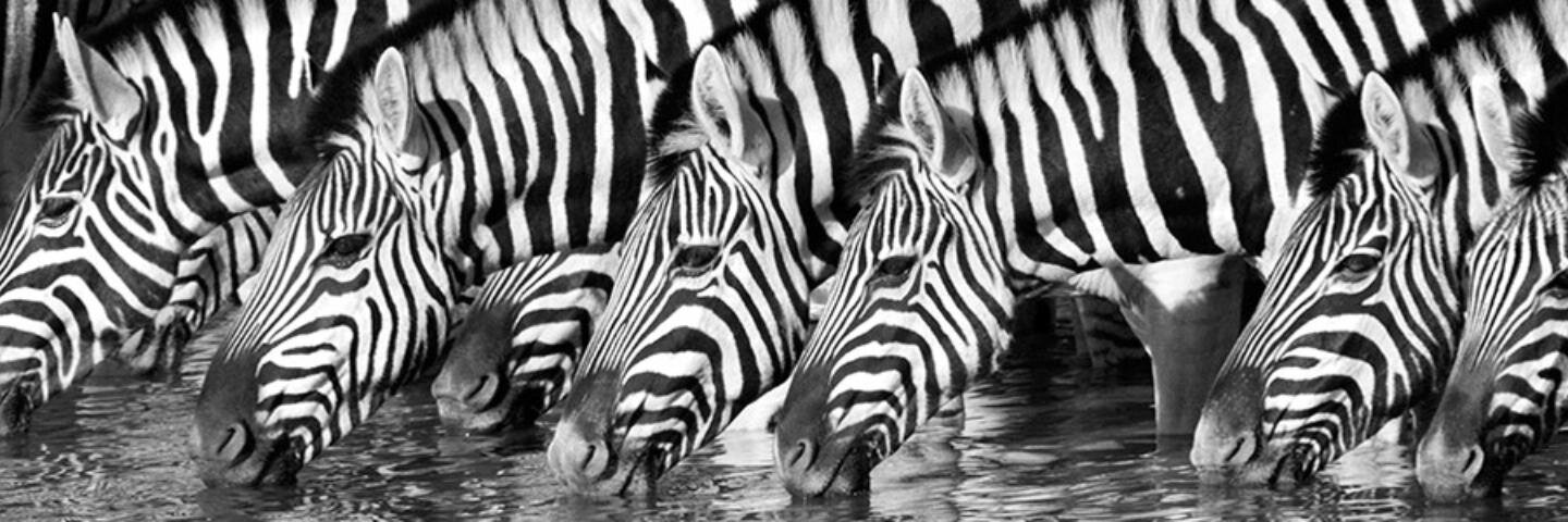 ZebraAdventures's profile banner image