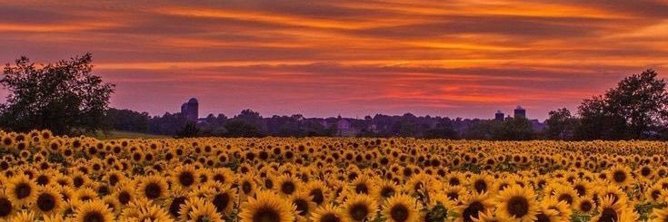 Flores_Douglaas's profile banner image