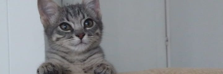 Stephaaany___'s profile banner image