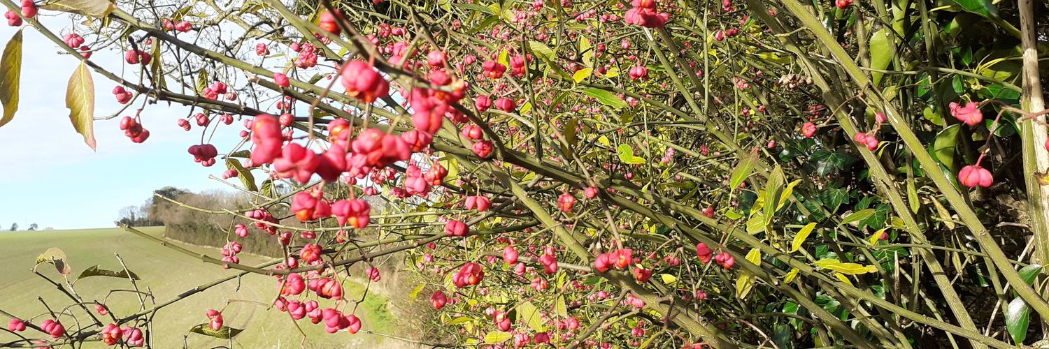 rose_wilts's profile banner image
