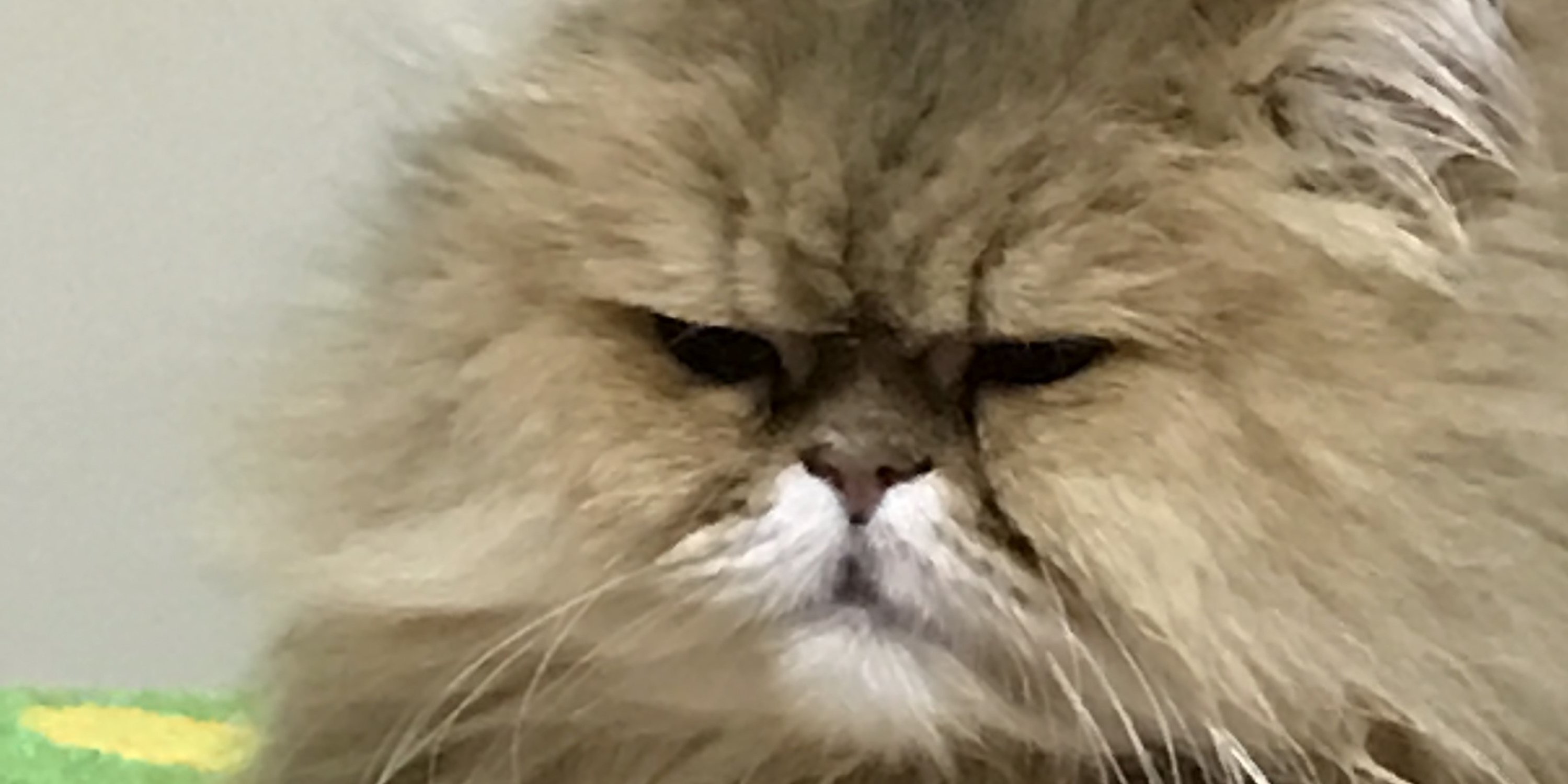 cucucci's profile banner image