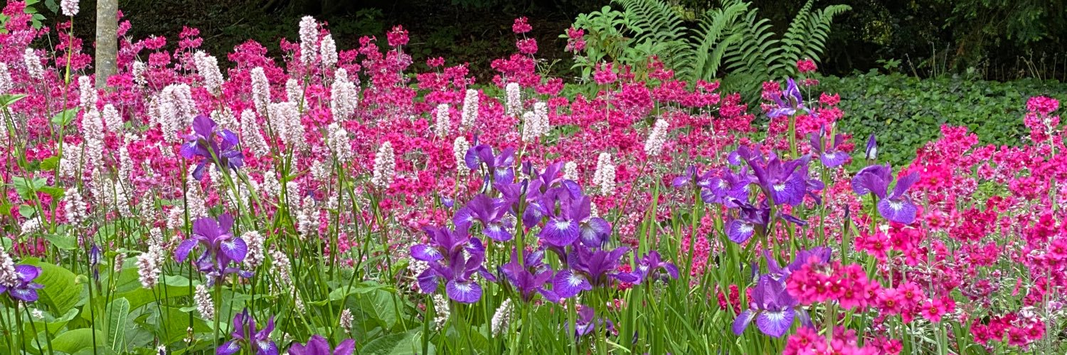 Cassandra Cavallaro banner