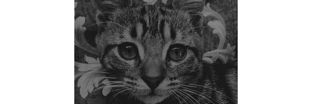 _guisito_'s profile banner image