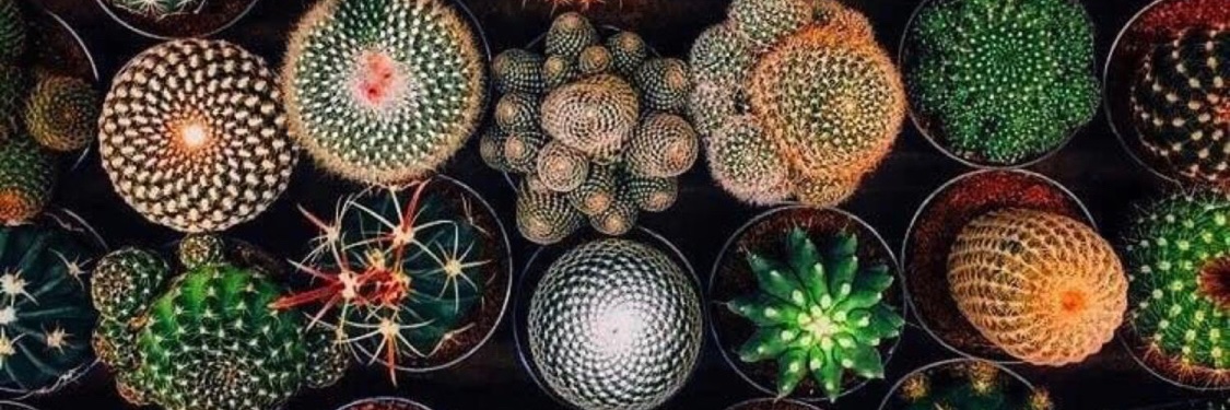 Kenneth McAlpine banner