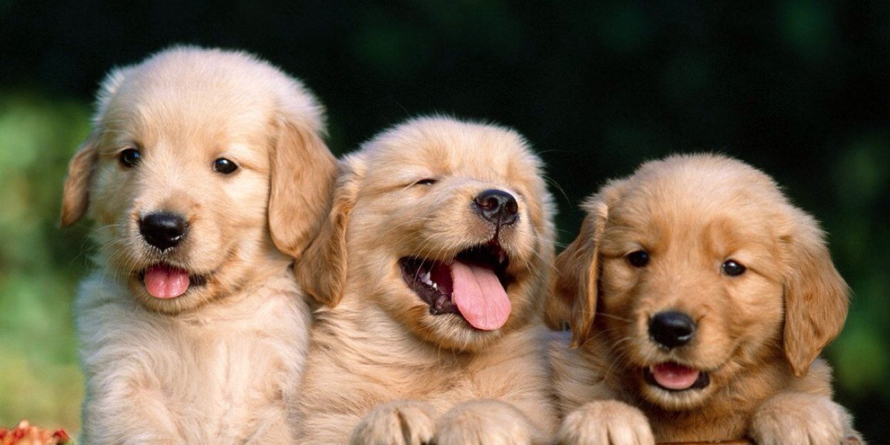 AnimalsVine's profile banner image