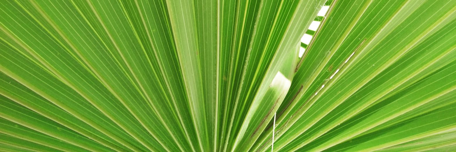SanPerGar's profile banner image