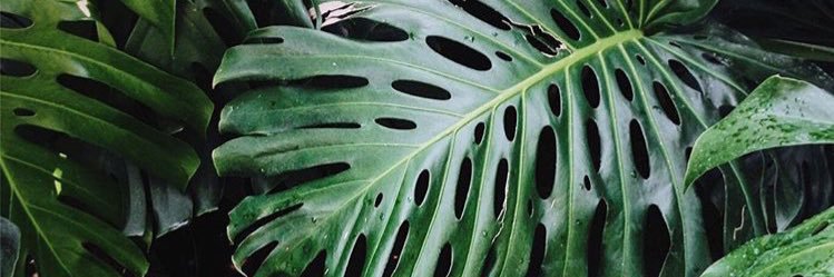 urbanwildflower's profile banner image