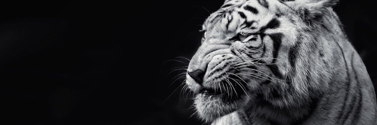 RSabo44's profile banner image