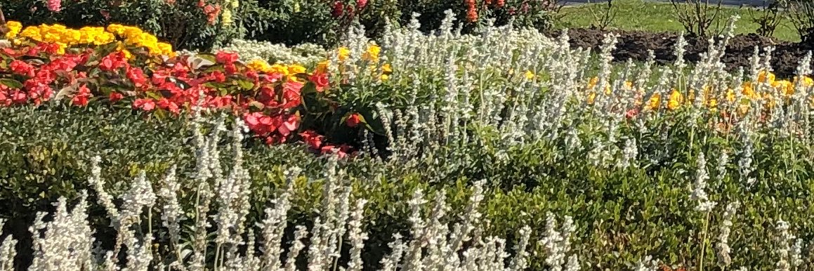 Beverly O'Blenis 🇨🇦🇮🇱🕊️🌻🇺🇦🙏's banner