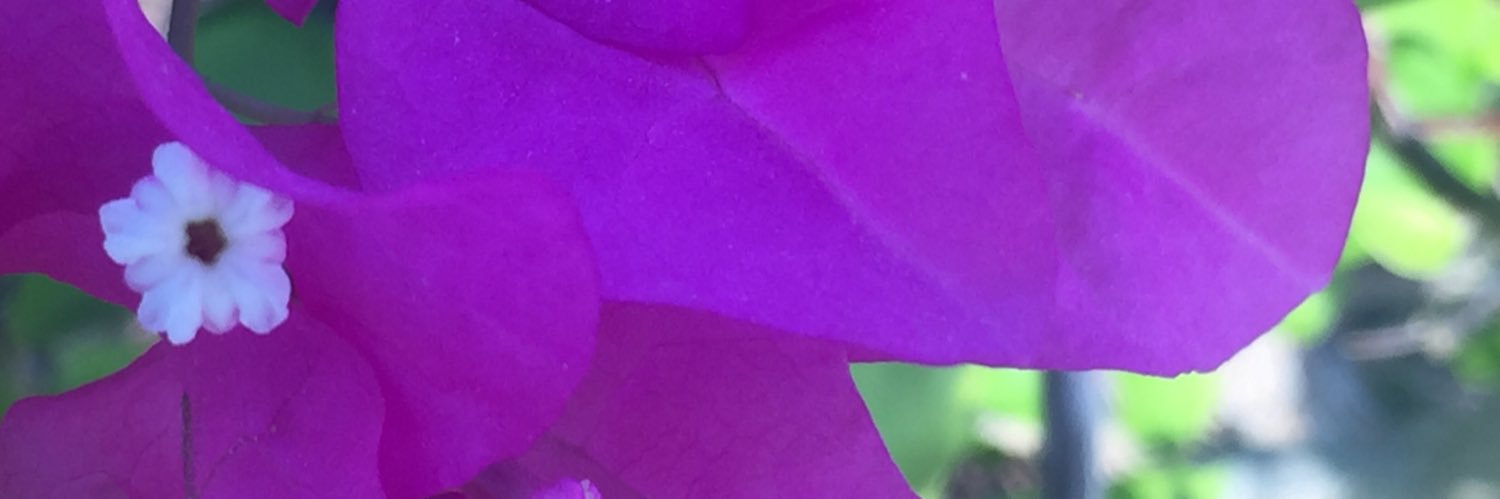MorganHala's profile banner image