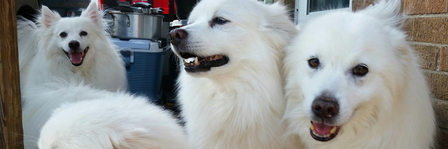 eskiedog1's profile banner image