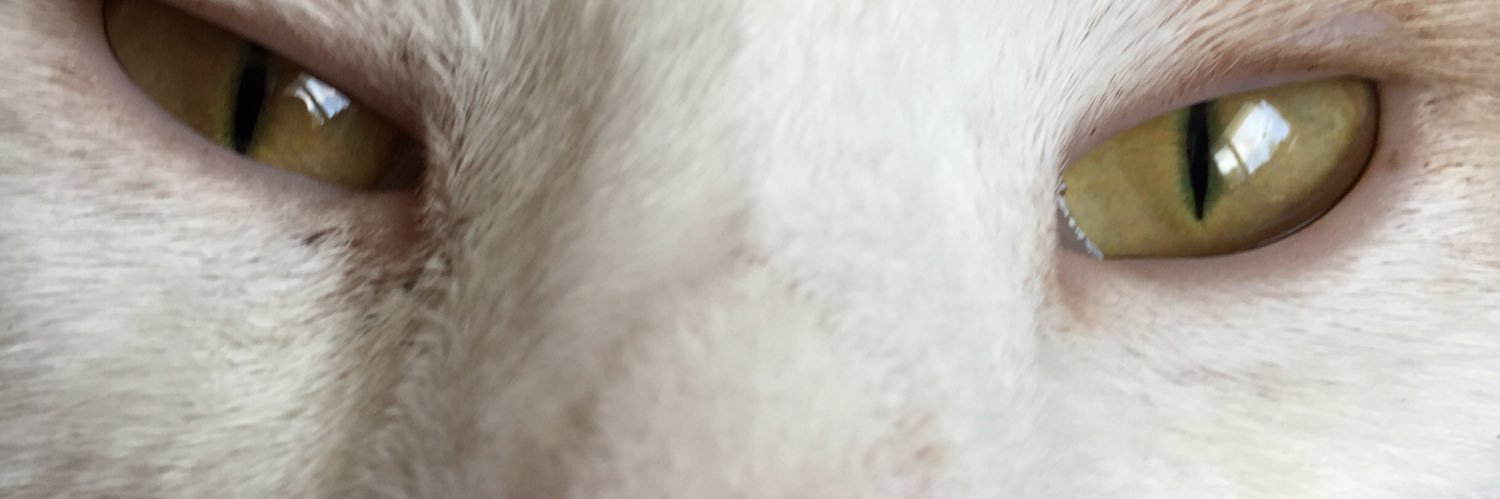 Foxy_Sniper_Cat's profile banner image