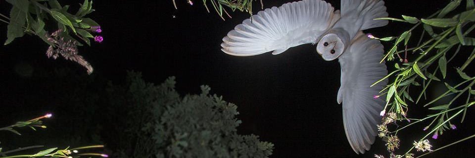 pickle loving idiot banner