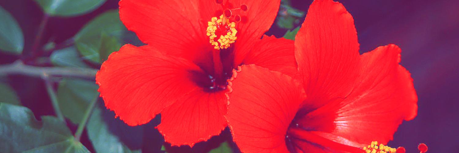 beaucalela's profile banner image