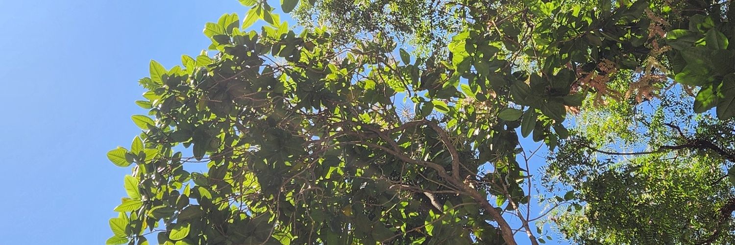 Debbora's profile banner image