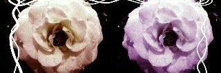 innutz79's profile banner image
