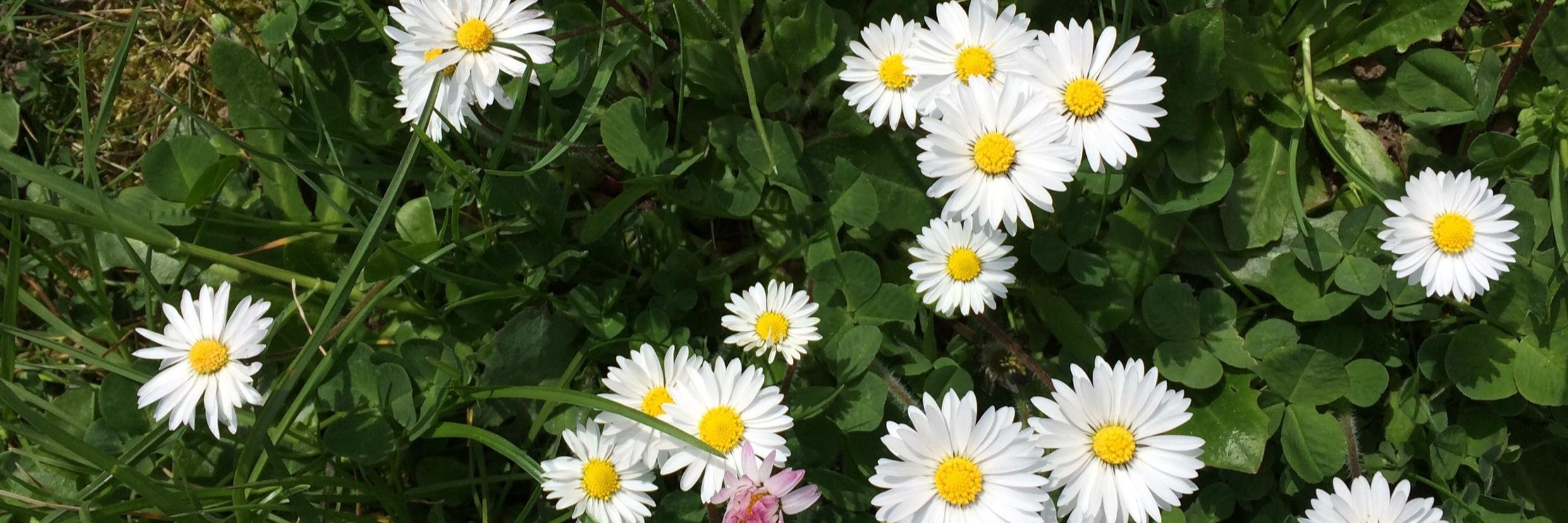 opendaisy's profile banner image