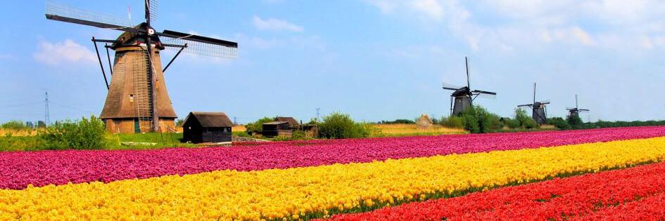 Dutch Embassy Oman banner