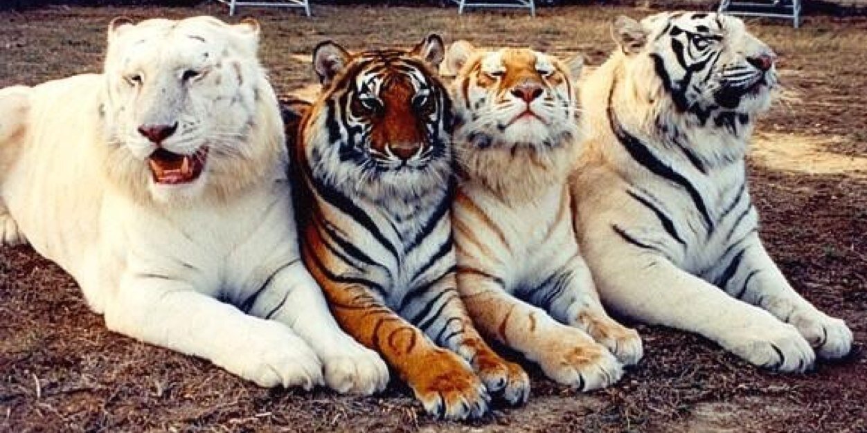 Derrick ⚡️ banner